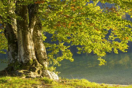 Old tree by the Bohinj lake, Slovenia