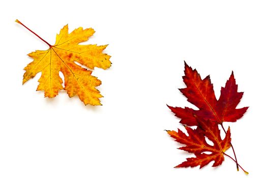 autumn maple leaves on white background