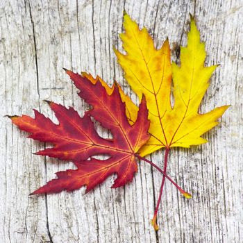 autumn maple leaves on old wooden background