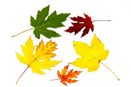 collection of colorful autumn leaves isolated on white background