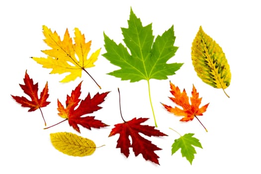 collection of colorful autumn leaves isolated on white background 