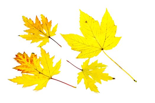 autumn maple leaves on white background
