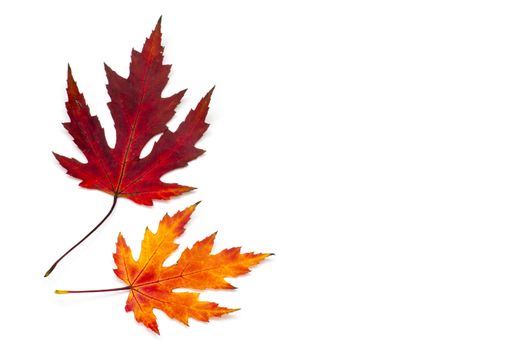 autumn maple leaves on white background