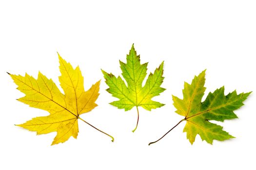 autumn maple leaves on white background