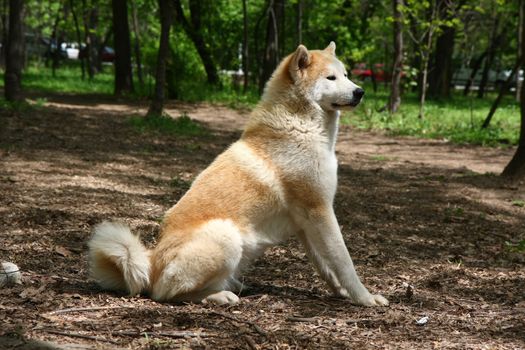 Beautiful Akita inu female posing in public park