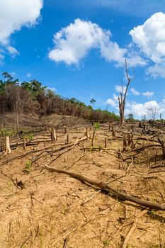 Deforestation in El Nido, Palawan - Philippines