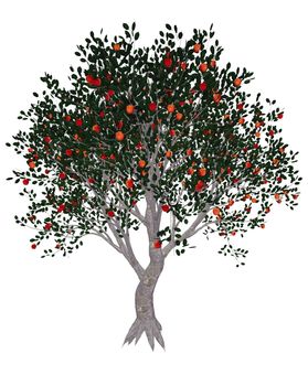Apple tree, malus domestica, isolated in white background - 3D render