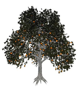 Asian or japanese persimmon, diospyros kaki, tree isolated in white background - 3D render