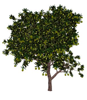 Mango, mangifera indica, tree isolated in white background - 3D render