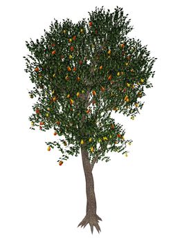 Pear, pyrus communis, tree isolated in white background - 3D render