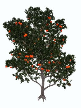 Pomegranate, punica granatum, tree isolated in white background - 3D render