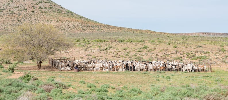 Dorper sheep in a kraal on a farm between Loeriesfontein and Nieuwoudtville