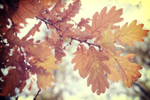 Fall season oak autumn tree foliage branch in warm sun light background with vintage filter.