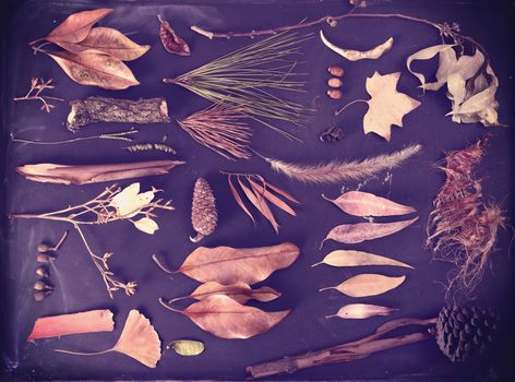 Fall season composition autumn nature elements on blackboard background. Includes ginkgo leaf, pine cone, bark and branches.