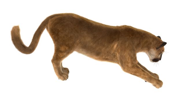 3D digital render of a big cat puma stretching iisolated on white background