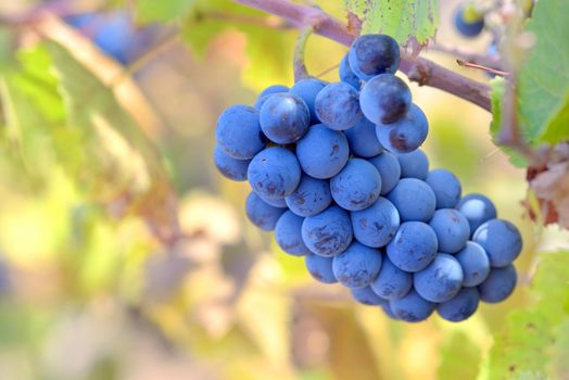 bunch of red grapes on the vine