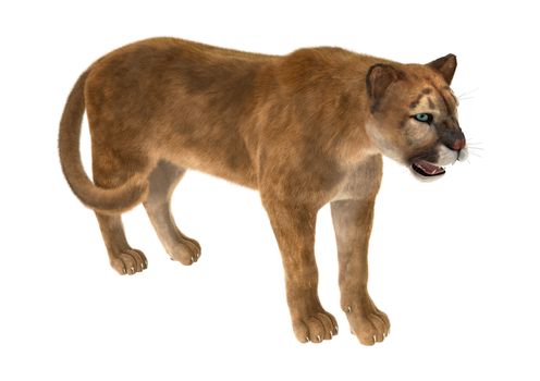 3D digital render of a big cat puma iisolated on white background