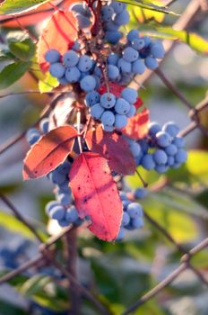Picture of a Wild blue berry on a morning light