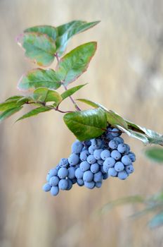 Picture of a Wild blue berry on a morning light