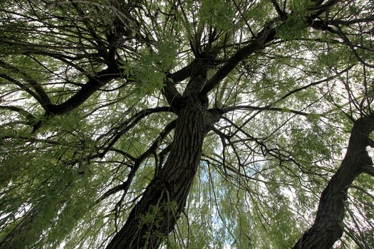 Big detailed salix tree captured from "inside"