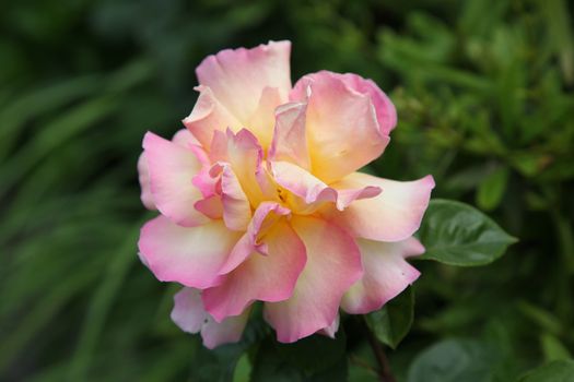 Beautiful soft pink rose