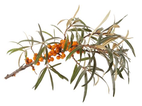 Isolated Seabuckthorn