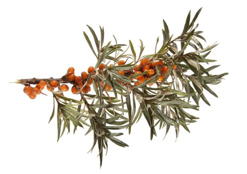 Isolated Seabuckthorn