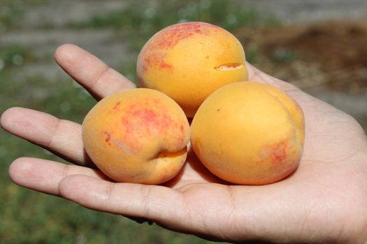 Female hands holding ripe orange apricots.