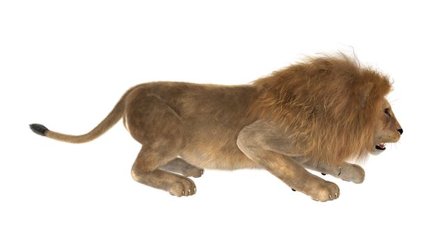 3D digital render of a male lion hunting isolated on white background