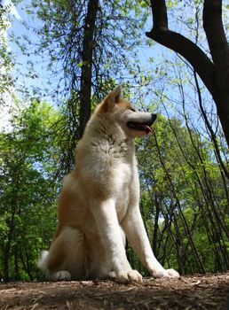 Beautiful Akita inu female posing in public park