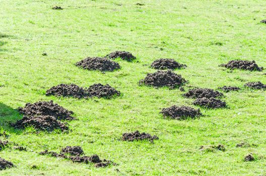 Various molehill on a lawn in the garden.