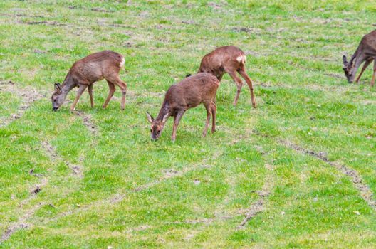 Group of wild deer on a meadow.