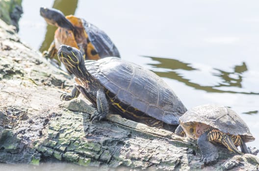 Three turtles basking on a log.