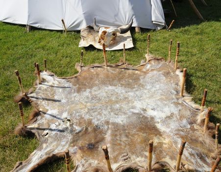 Buffalo skull and hide displayed outdoors.