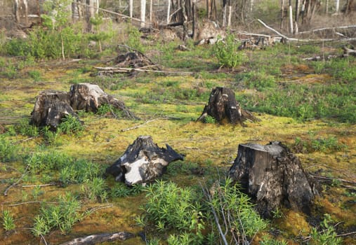 Burnt tree stumps after a forest fire