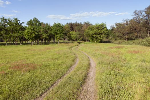 Country road in a meadow on a sunny day