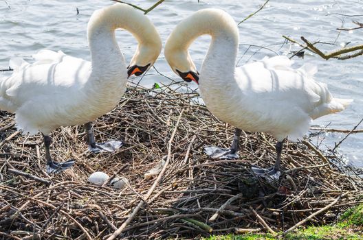 Two swans on its nest with two eggs