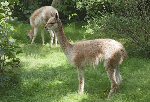 Young guanaco in profile in a zoo