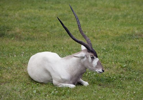 Scimitar horned oryx laying in the grass