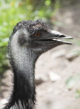 Head and neck of an ostrich with tousled feathers