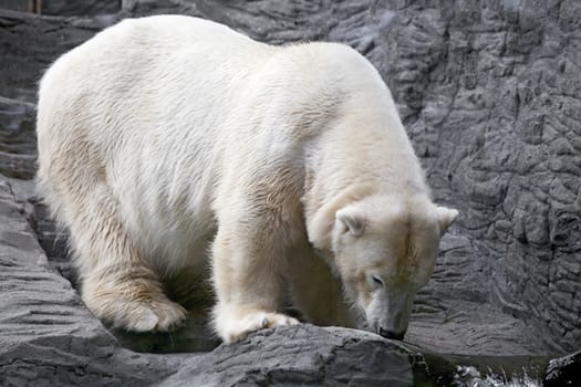 A polar bear drinking water in the zoo
