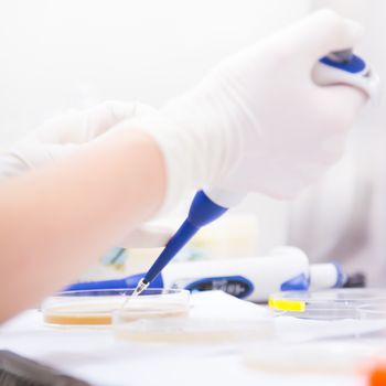 Female scientist researching in laboratory, pipetting cell culture samples on LB agar medium in laminar flow. Life science professional grafting bacteria in the petri dishes. 