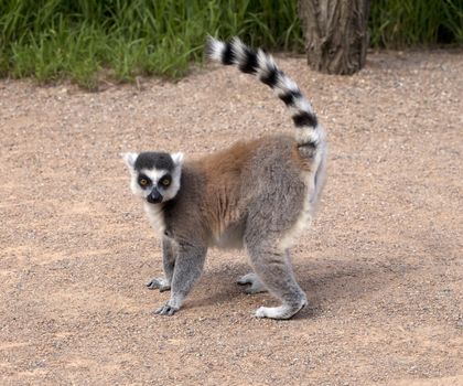 Lemur on a walking path in a zoo