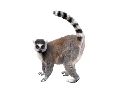 Lemur, profile view, isolated over white background
