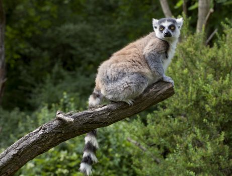 Lemur sitting on a branch in a zoo