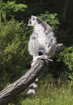 Lemur sitting on a branch in a zoo