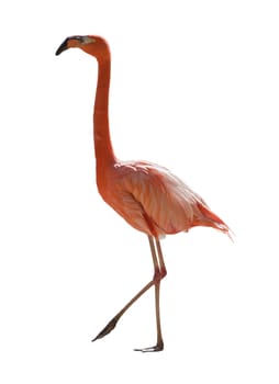 Red flamingo full length over white background