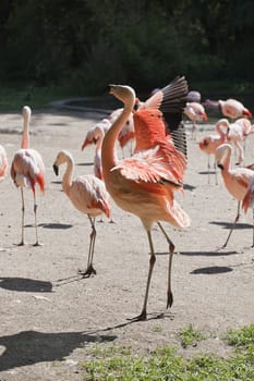 Red flamingo in a zoo fluttering its wings