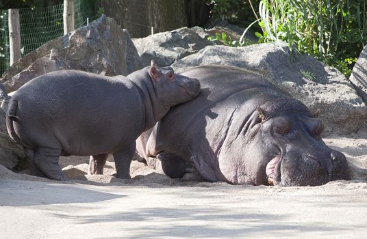 Two hippos, mother and child in a zoo