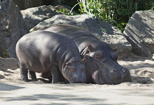 Two hippos, mother and child in a zoo